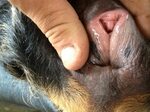 Animal Porn and Beastiality Image Board - Post 17432: beastf